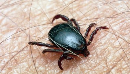 В Сибири нашли новый вариант вируса клещевого энцефалита