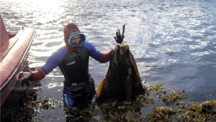Гипоаллергенный заменитель сахара из водорослей Белого моря